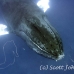 whale_humpback_h_00213_dom3613rv.jpg